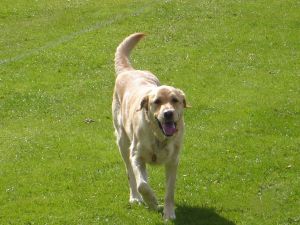 A photo of Eddy enjoying a free run