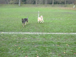 A photo of Max and Eddy having a free run at Tredegar Park in Newport
