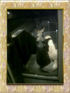 A photo of Eddy and Max surveying their kingdom in the moonlight
