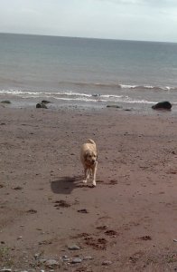 A photo of Eddy on Ness Cove Beach at Shaldon in Devon
