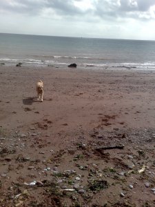 Eddy at Ness Cove Beach at Shaldon in Devon