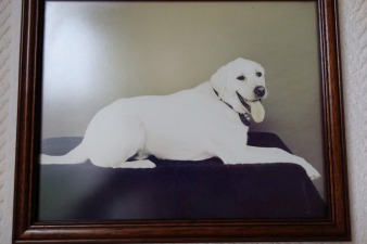A framed photo of guide dog Herbie; by kind permission of Deborah Rees of Guide Dogs Cymru