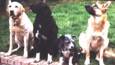Left to right: Isaac, Trisha, Smudge and Rose