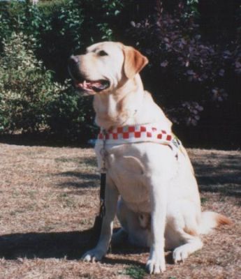 A photo of Isaac wearing his harness