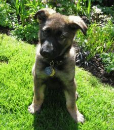 A photo of Max when he was 10 weekhs-old