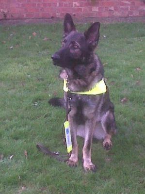 A photo of Max wearing his harness