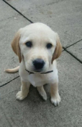 A photo of Sophie when she was a puppy