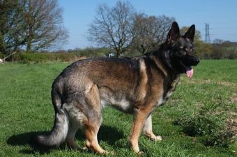 A photo of Max enjoying some time in one of his favourite fields on a visit to his Puppy Walkers