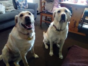 Sophie with her littermate Wendy