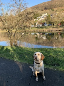 A photo of Sophie at Cwmtillery Lakes when we boarded her in February 2019