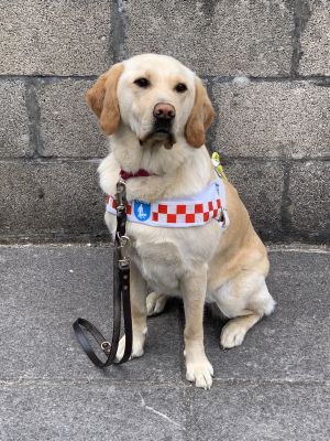 A photo of Sophie wearing her harness