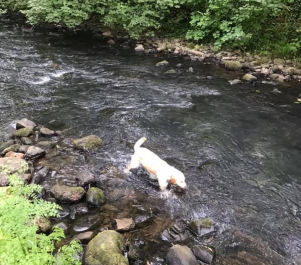 A photo of Sophie in the river at Pontypool Park