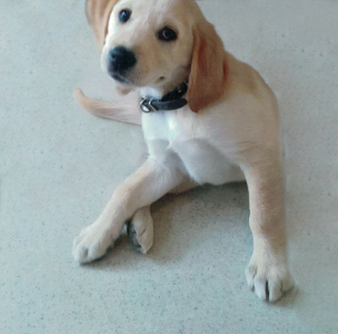 A photo of Troy as a puppy