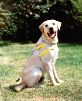 A photo of Troy wearing his harness